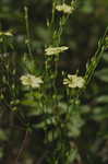 Ridged yellow flax